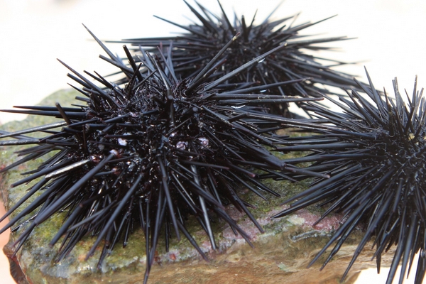 海膽什么季節(jié)最肥？海膽什么時(shí)候最肥