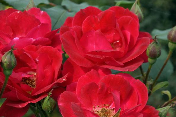 女性有腎炎還能懷孕嗎 女性有腎炎還能懷孕嗎