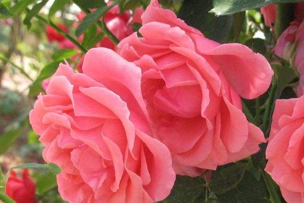 中醫(yī)教你修身養(yǎng)性六字訣 中醫(yī)教你修身養(yǎng)性六字訣