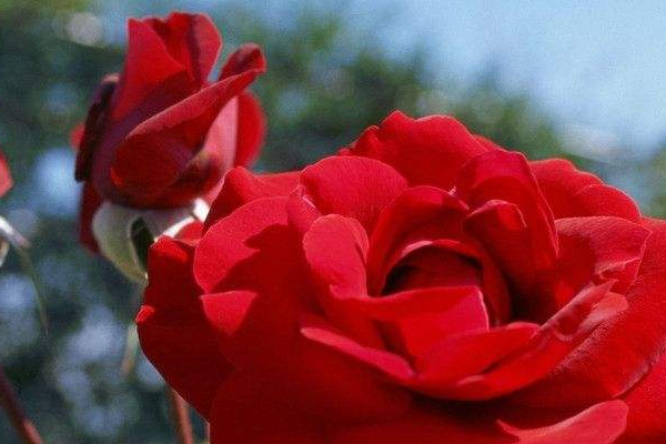 排卵期出血還能懷孕嗎 排卵期出血還能懷孕嗎