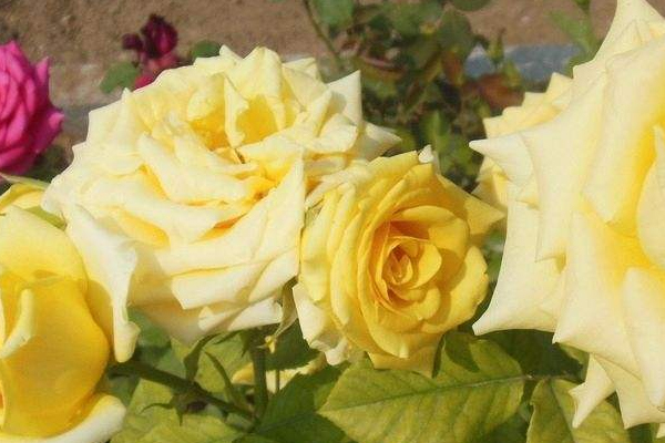 排卵期出血還能懷孕嗎 排卵期出血還能懷孕嗎