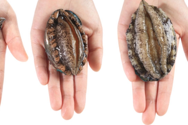 鮑魚為什么腥臭 可能是沒處理干凈 鮑魚為什么腥臭 可能是沒處理干凈