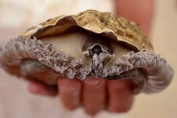 鮑魚為什么沒(méi)有眼睛 其實(shí)是有的