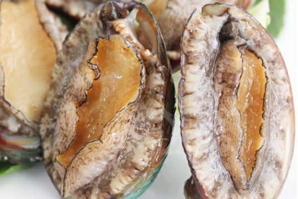 鮑魚為什么沒(méi)有眼睛 其實(shí)是有的