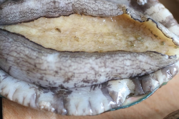 鮑魚為什么沒(méi)有眼睛 其實(shí)是有的