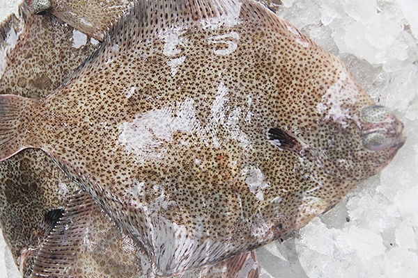 多寶魚白色的正常嗎 本來就有一面是白色 多寶魚白色的正常嗎 本來就有一面是白色