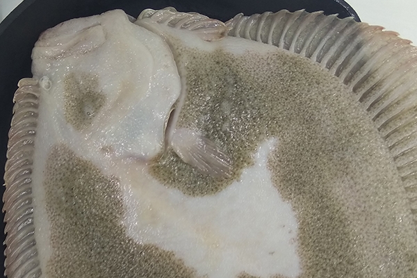 多寶魚可以切塊紅燒嗎 當(dāng)然是可以的 多寶魚可以切塊紅燒嗎 當(dāng)然是可以的