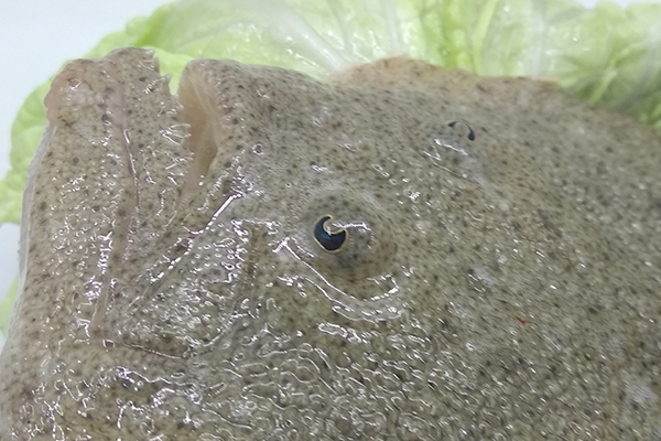 多寶魚(yú)可以切塊紅燒嗎 當(dāng)然是可以的 多寶魚(yú)可以切塊紅燒嗎 當(dāng)然是可以的