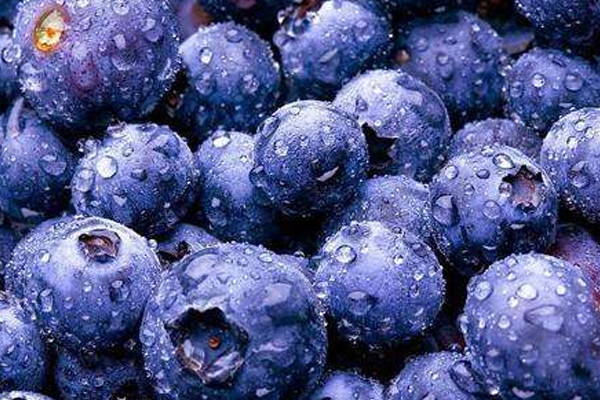 國內藍莓產(chǎn)地哪里最好 認準這幾個地區(qū)