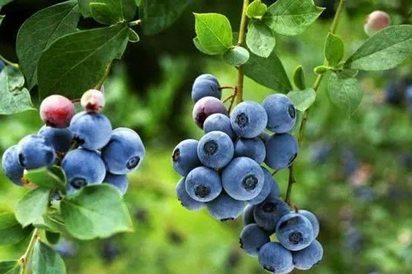 進口藍莓產(chǎn)地哪里最好 這些產(chǎn)地要知道