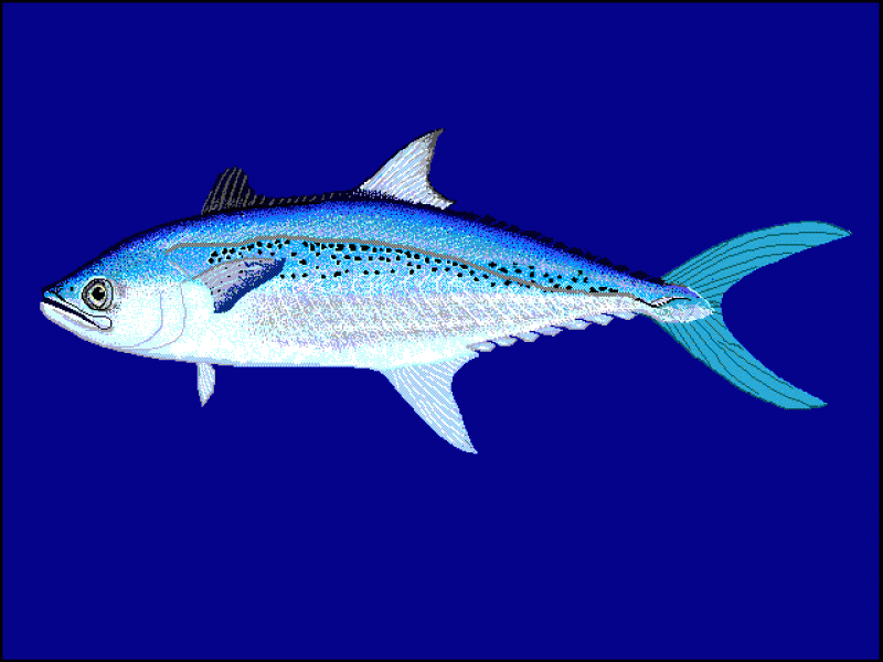 馬鮫魚(yú)是什么魚(yú) 馬鮫魚(yú)種類(lèi)介紹 馬鮫魚(yú)是什么魚(yú) 馬鮫魚(yú)種類(lèi)介紹