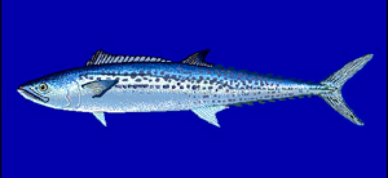 馬鮫魚(yú)是什么魚(yú) 馬鮫魚(yú)種類(lèi)介紹 馬鮫魚(yú)是什么魚(yú) 馬鮫魚(yú)種類(lèi)介紹