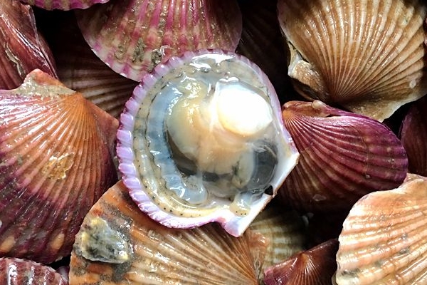 扇貝開口是活還是死 看看它還動不動 扇貝開口是活還是死 看看它還動不動