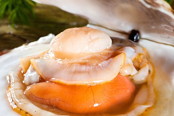 扇貝開口是活還是死 看看它還動不動 扇貝開口是活還是死 看看它還動不動