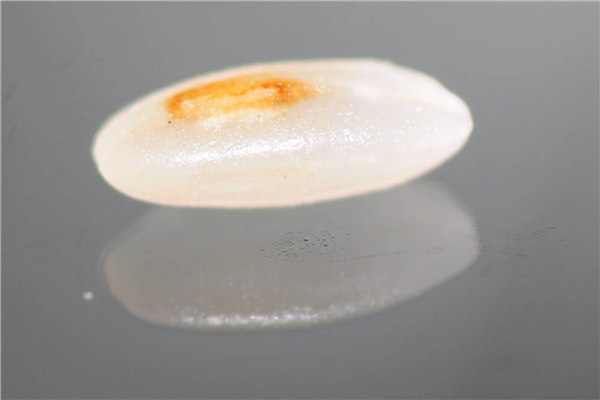 米蟲是怎么長出來的 其實卵在米里面 米蟲是怎么長出來的 其實卵在米里面