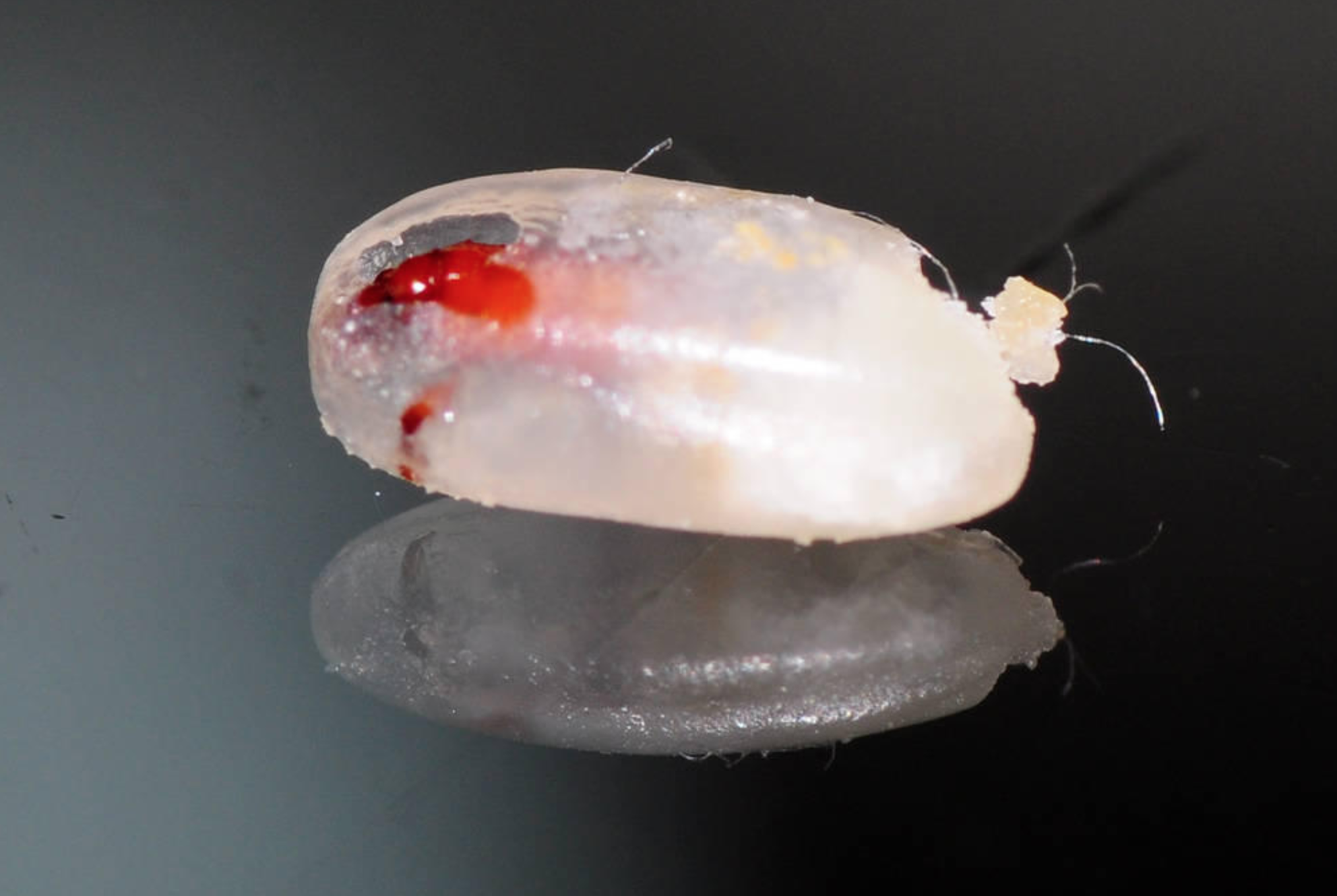 米蟲是怎么長出來的 其實卵在米里面 米蟲是怎么長出來的 其實卵在米里面