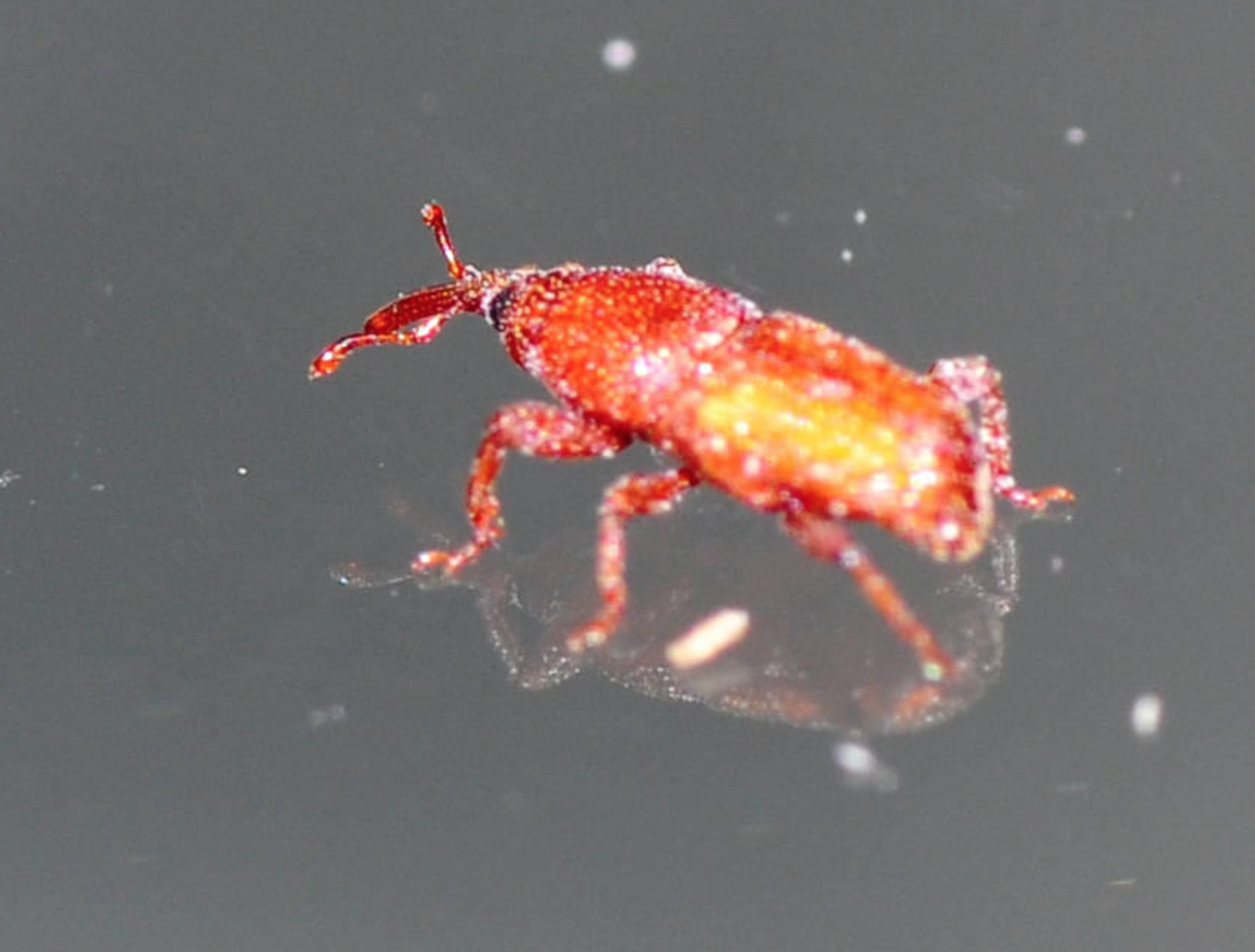 米蟲是怎么長出來的 其實卵在米里面 米蟲是怎么長出來的 其實卵在米里面