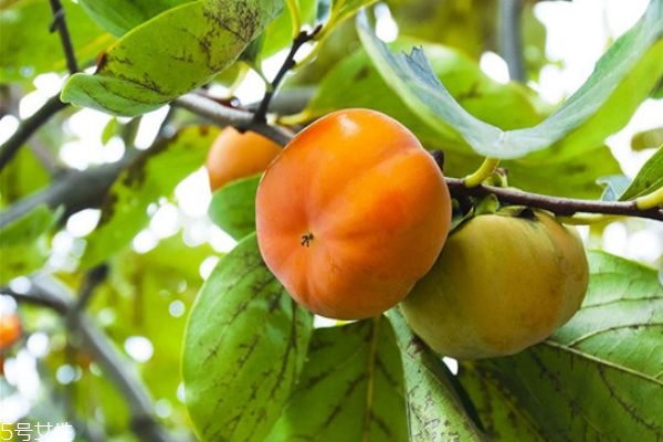 柿子醋可以直接喝嗎 柿子醋的做法 柿子醋可以直接喝嗎 柿子醋的做法