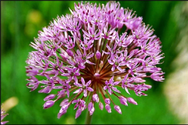 蔥姜蒜的作用 蔥姜蒜有良效 蔥姜蒜的作用 蔥姜蒜有良效