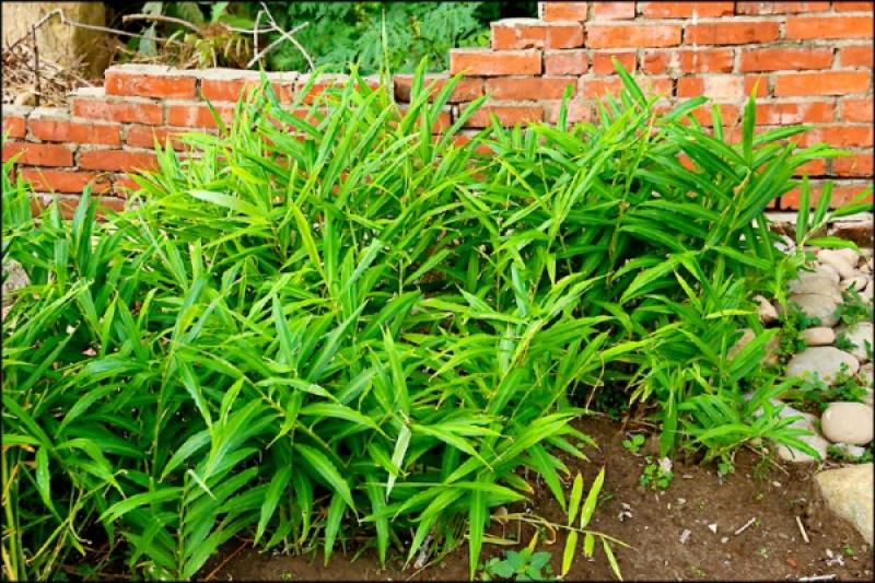 蔥姜蒜的作用 蔥姜蒜有良效 蔥姜蒜的作用 蔥姜蒜有良效