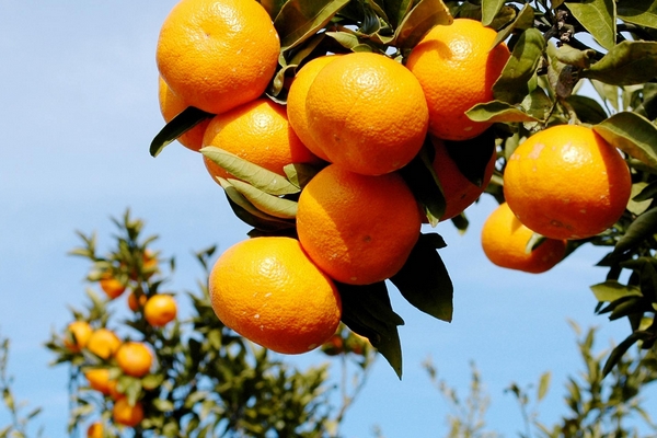 水果入菜吃柑橘類消疲勞 抗氧化加倍 水果入菜吃柑橘類消疲勞 抗氧化加倍