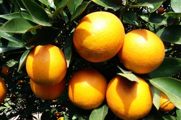 水果入菜吃柑橘類消疲勞 抗氧化加倍 水果入菜吃柑橘類消疲勞 抗氧化加倍