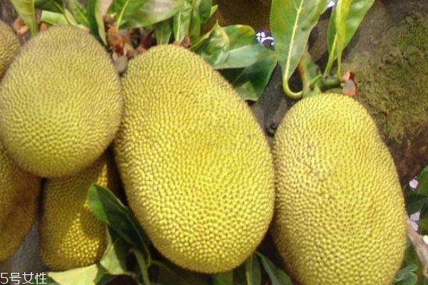 怎么判斷菠蘿蜜是否成熟 菠蘿蜜挑選方法 怎么判斷菠蘿蜜是否成熟 菠蘿蜜挑選方法