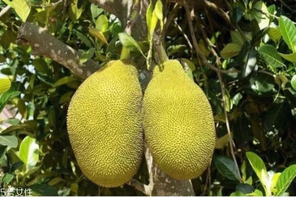 菠蘿蜜不能和什么同吃 菠蘿蜜的食用禁忌 菠蘿蜜不能和什么同吃 菠蘿蜜的食用禁忌