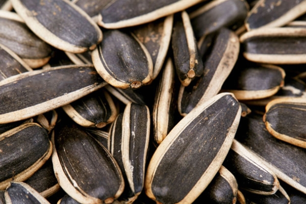 葵花籽為什么空殼 雨水頻繁導致 葵花籽為什么空殼 雨水頻繁導致