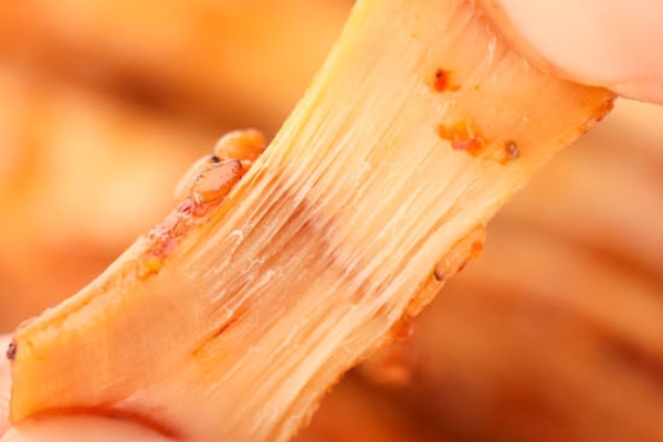 牛板筋是否越煮越老 確實如此 牛板筋是否越煮越老 確實如此