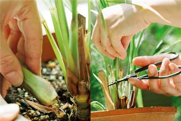 檸檬草如何種植 檸檬草怎么種植 檸檬草如何種植 檸檬草怎么種植