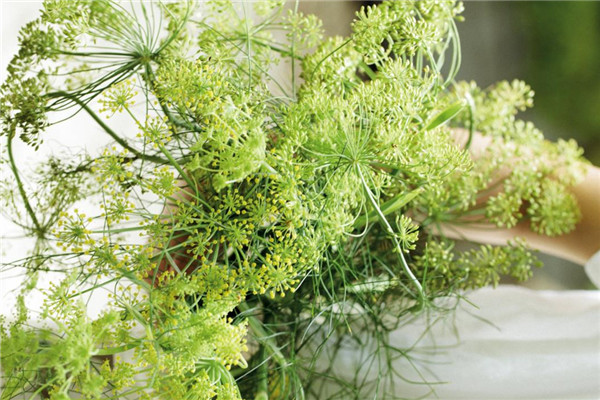 蒔蘿怎么種 北歐料理的靈魂 蒔蘿怎么種 北歐料理的靈魂