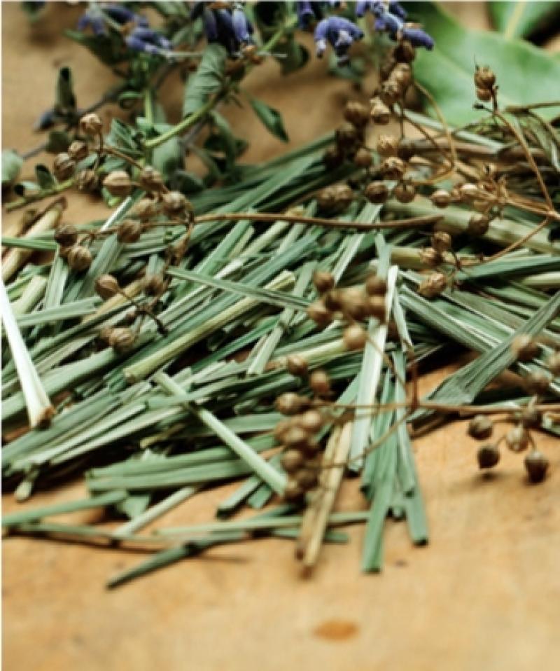 檸檬草如何種植 檸檬草怎么種植 檸檬草如何種植 檸檬草怎么種植