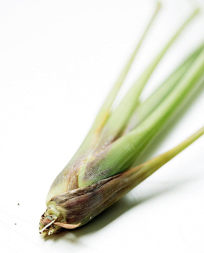 檸檬草如何種植 檸檬草怎么種植 檸檬草如何種植 檸檬草怎么種植