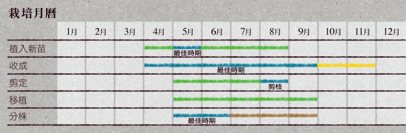 檸檬草如何種植 檸檬草怎么種植 檸檬草如何種植 檸檬草怎么種植