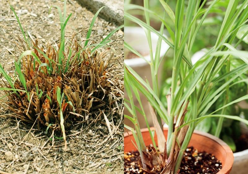 檸檬草如何種植 檸檬草怎么種植 檸檬草如何種植 檸檬草怎么種植