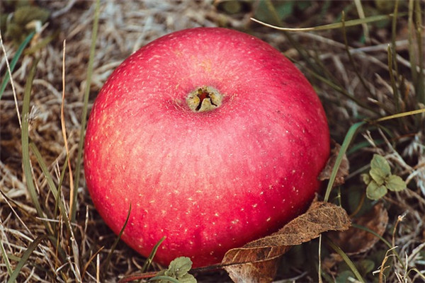 蘋(píng)果公母怎么區(qū)分的 蘋(píng)果甜不甜因有公母 蘋(píng)果公母怎么區(qū)分的 蘋(píng)果甜不甜因有公母