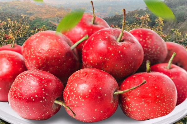 山楂為什么開胃 生來如此 山楂為什么開胃 生來如此