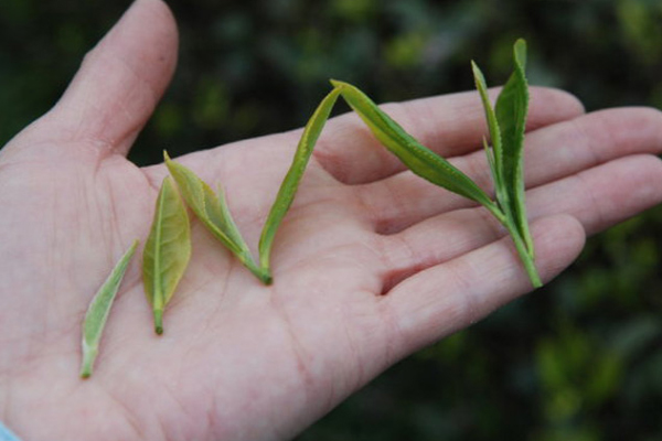 正山小種哪個產(chǎn)地最正宗 天選之地在這里 正山小種哪個產(chǎn)地最正宗 天選之地在這里