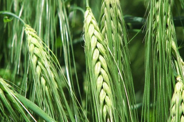 青稞酒是哪個民族的特色飲品 藏族特色