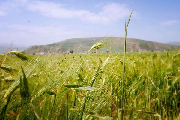 青稞酒是什么香型 清香型白酒 青稞酒是什么香型 清香型白酒