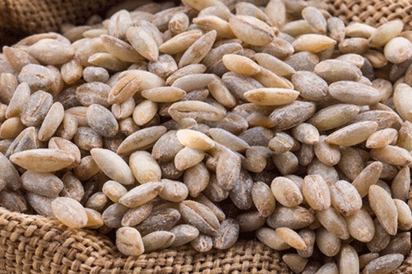 青稞酒是什么做的 原料是青稞 青稞酒是什么做的 原料是青稞