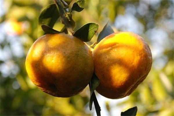 椪柑一天可以吃幾個 不要過量 椪柑一天可以吃幾個 不要過量