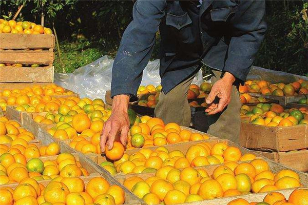 椪柑一天可以吃幾個 不要過量 椪柑一天可以吃幾個 不要過量