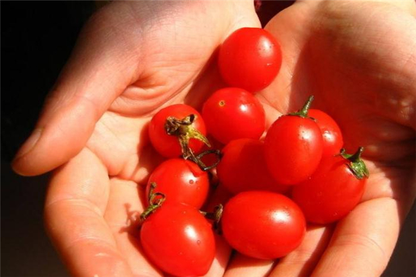 圣女果熱量高嗎 適合減肥人群 圣女果熱量高嗎 適合減肥人群