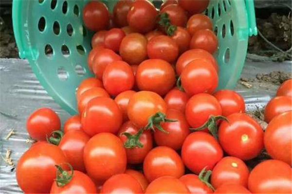 圣女果和牛奶能一起吃嗎 促進(jìn)營養(yǎng)吸收 圣女果和牛奶能一起吃嗎 促進(jìn)營養(yǎng)吸收