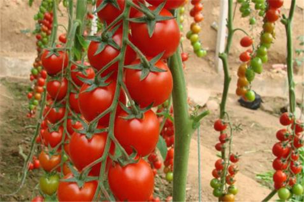 哺乳期可以吃圣女果嗎 對(duì)母嬰皆有好處 哺乳期可以吃圣女果嗎 對(duì)母嬰皆有好處