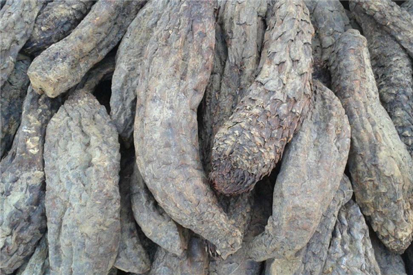 肉蓯蓉可以生吃嗎 生吃對功效有影響 肉蓯蓉可以生吃嗎 生吃對功效有影響