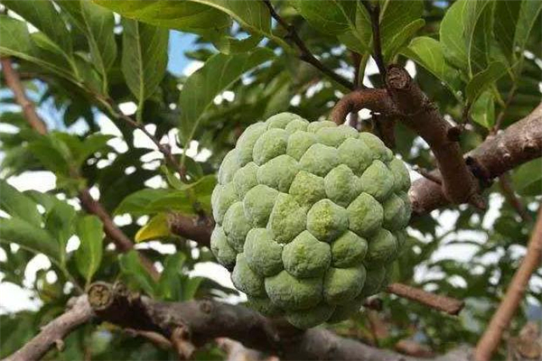 釋迦果可以放冰箱嗎 這樣儲(chǔ)存會(huì)更久 釋迦果可以放冰箱嗎 這樣儲(chǔ)存會(huì)更久