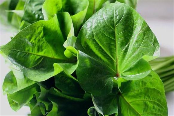 紅薯葉適合什么人吃 大部分人都適合 紅薯葉適合什么人吃 大部分人都適合